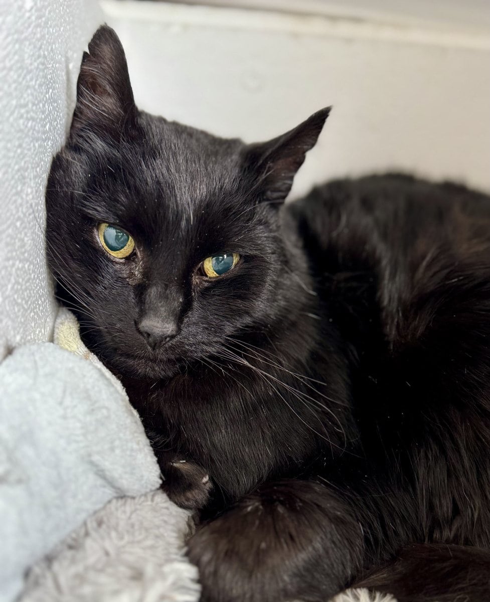 Foto: Baldo - Katzen > Freigänger