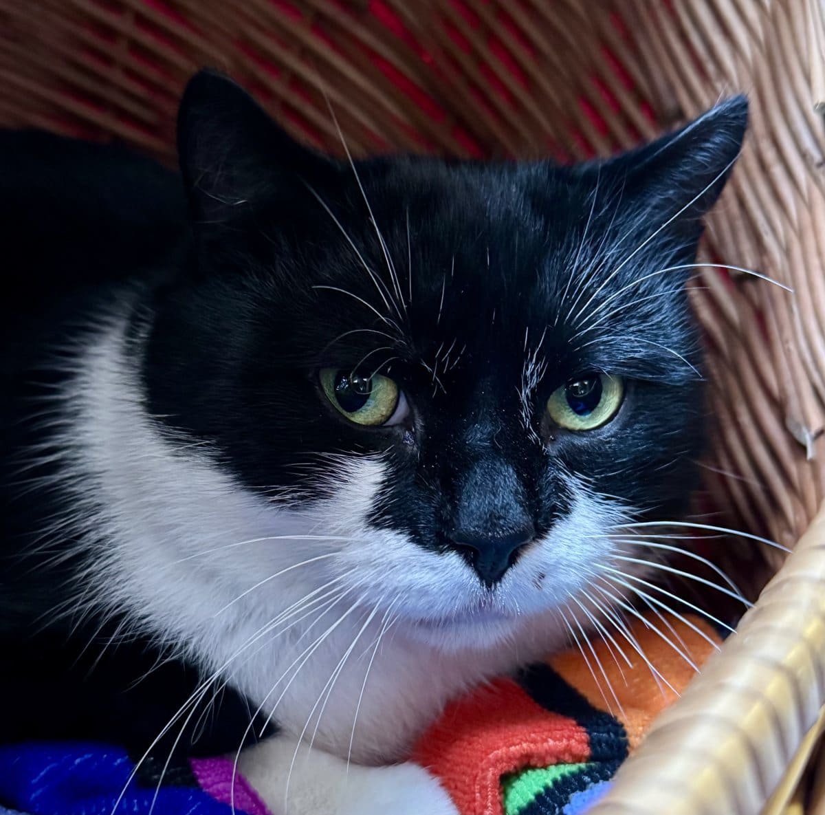 Foto: Falko - Katzen > Freigänger