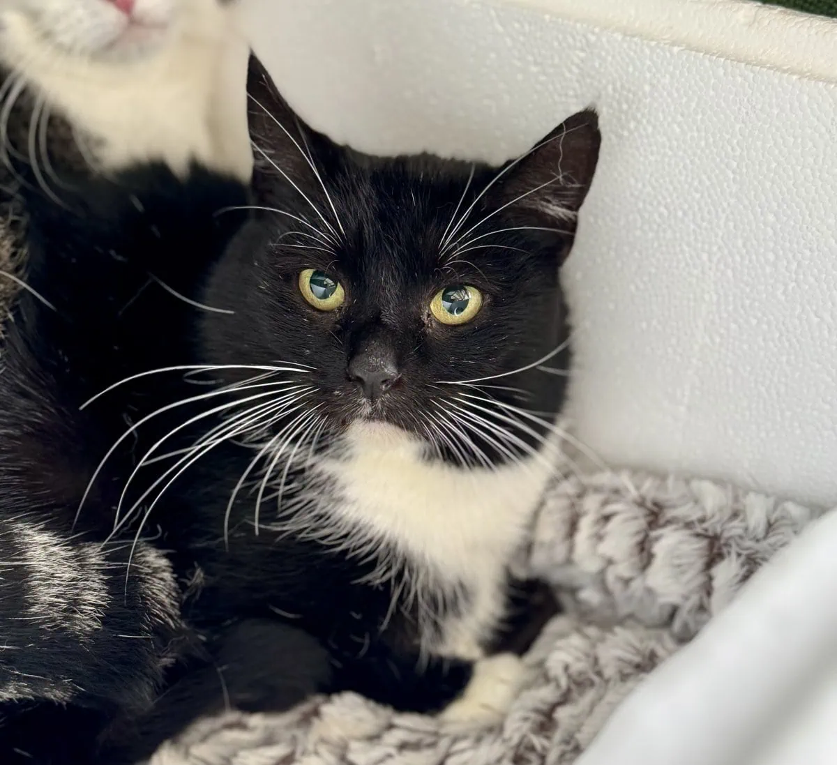 Foto: Mirabella - Katzen > Freigänger