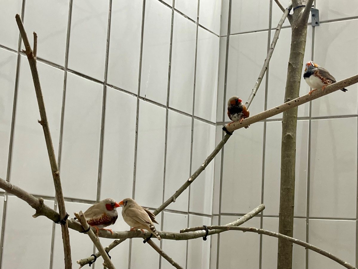 Foto: Larissa - andere Tiere > Vögel