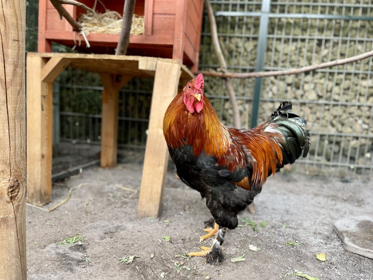 Foto: HeiHei - andere Tiere > Vögel