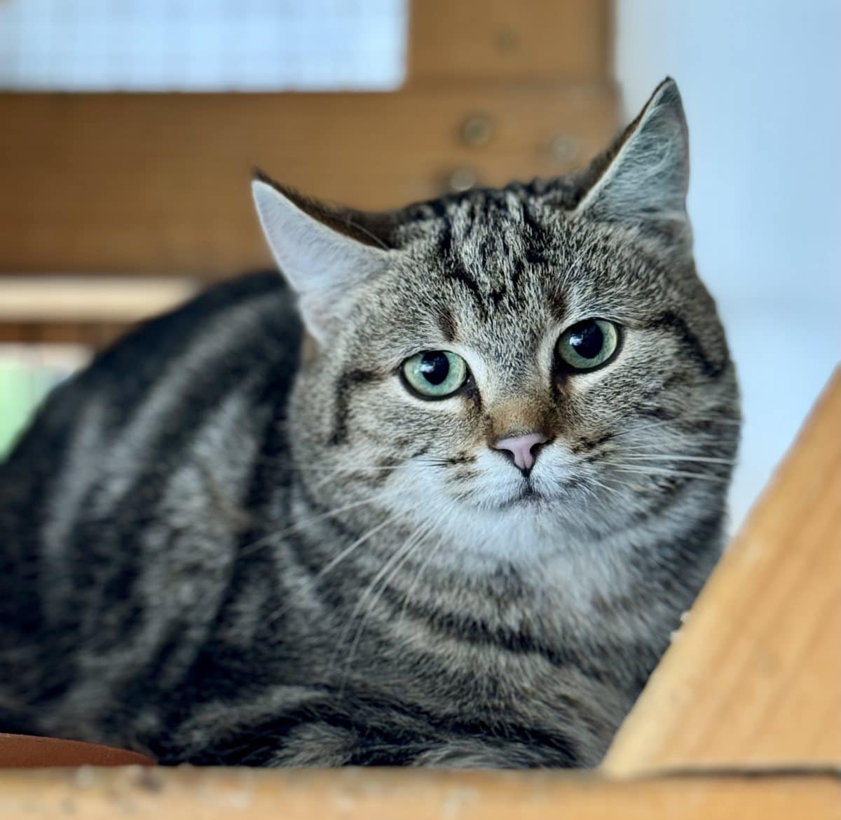 Foto: Palmira - Katzen > Freigänger