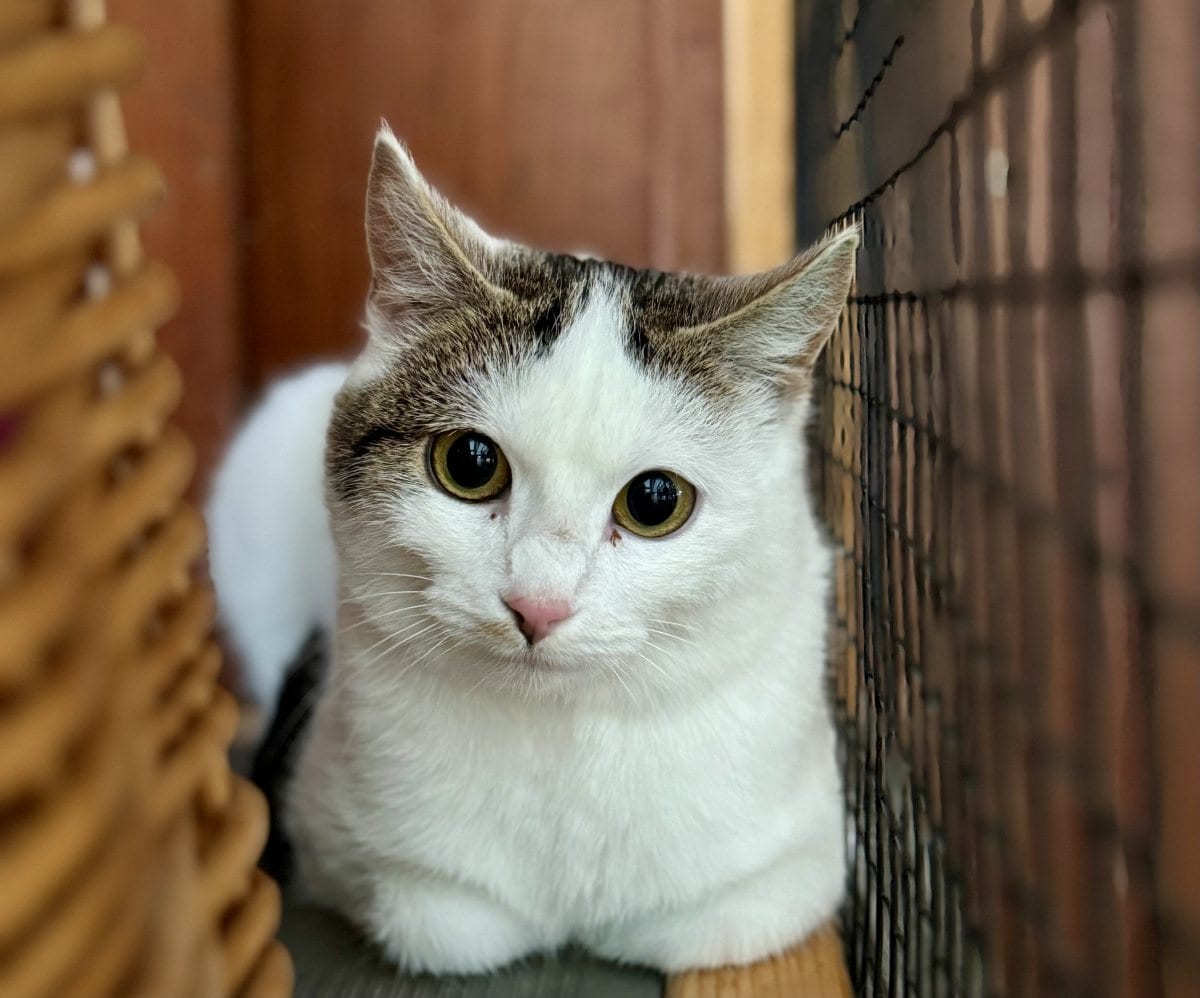 Foto: Paloma - Katzen > Freigänger