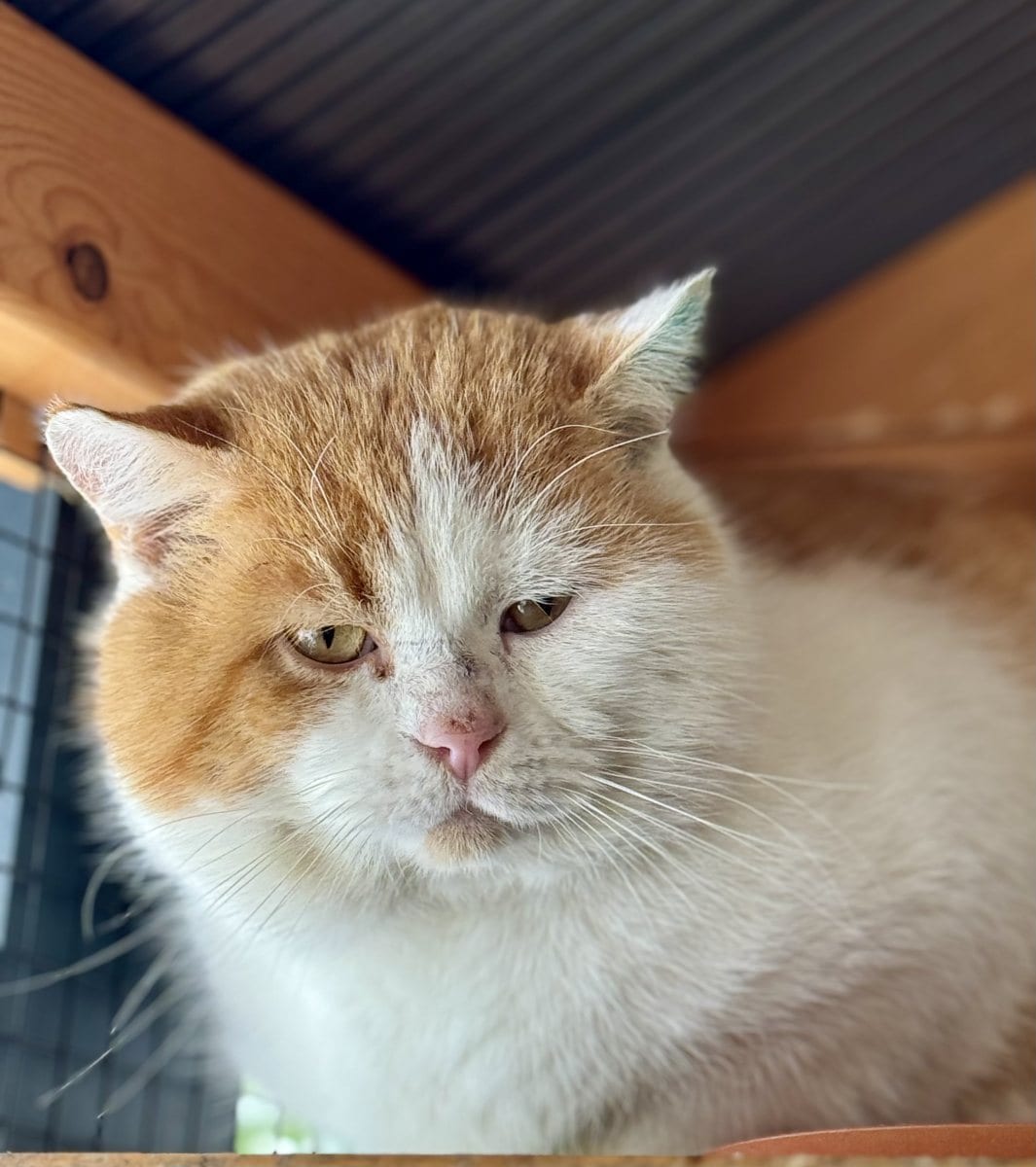 Foto: Backenbert - Katzen > Freigänger