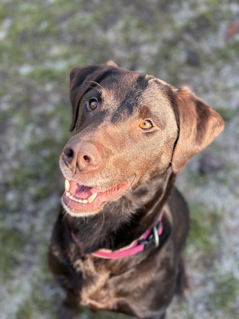 Foto: Abby - Hunde > Hunde