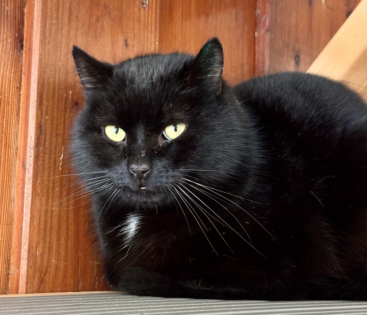 Foto: Matze - Katzen > Freigänger