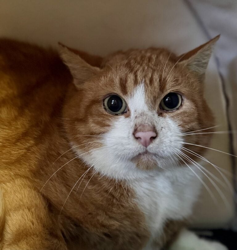 Foto: Brooks - Katzen > Freigänger