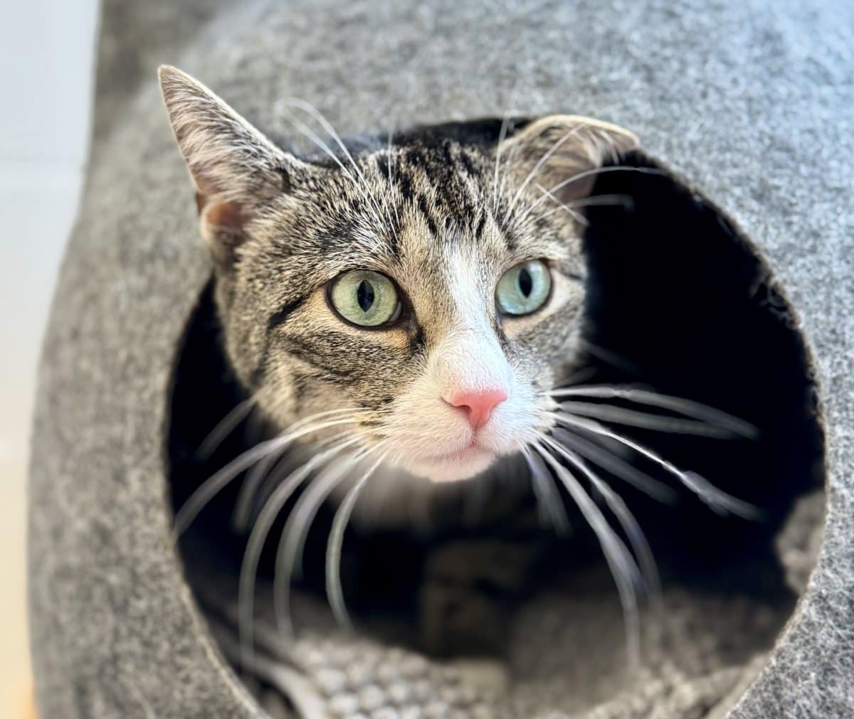 Foto: Finchen - Katzen > Freigänger