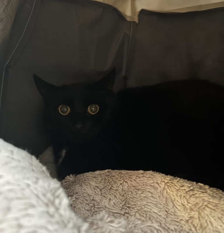 Foto: Motte - Katzen > Freigänger