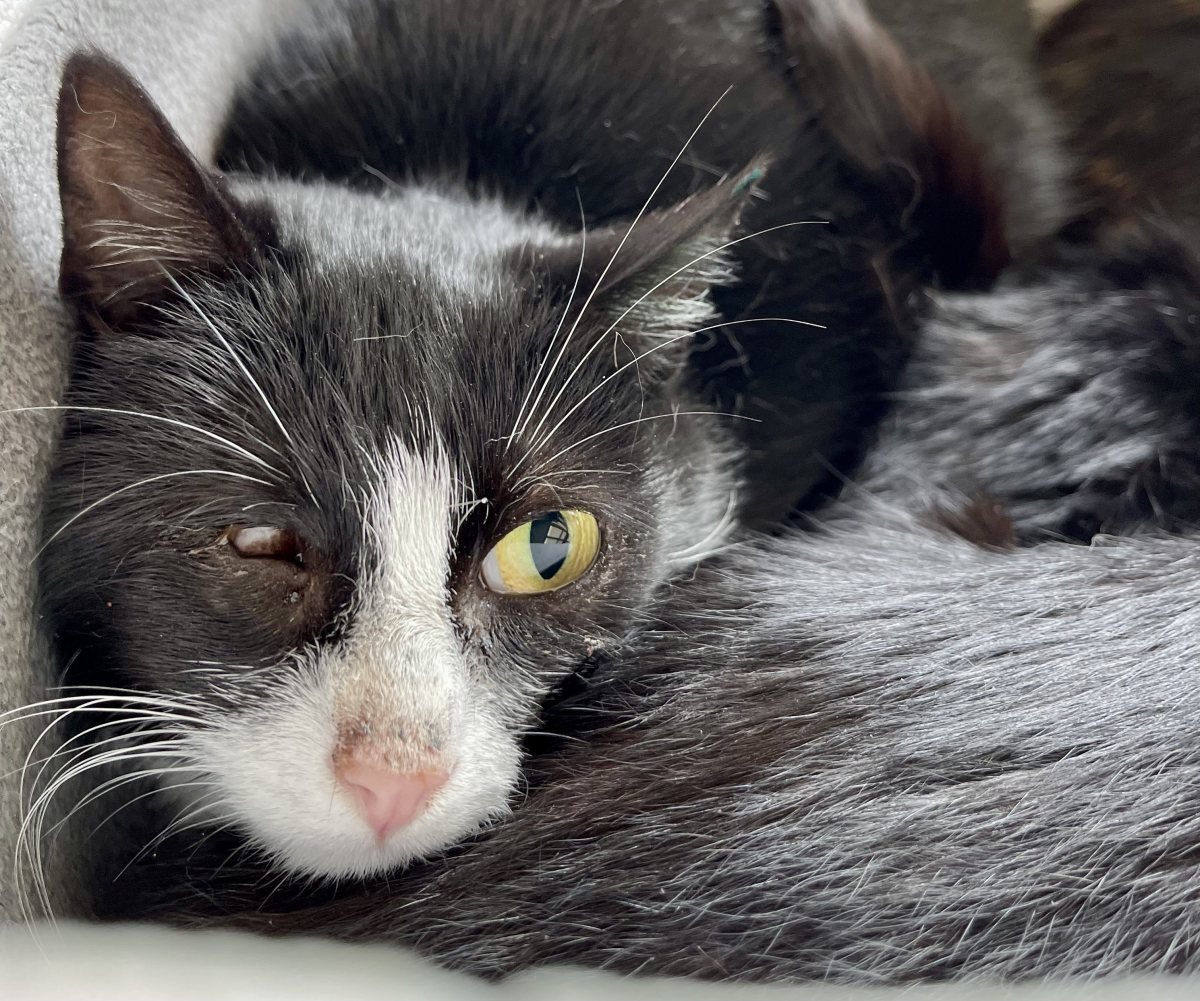 Foto: Weizen - Katzen > Freigänger