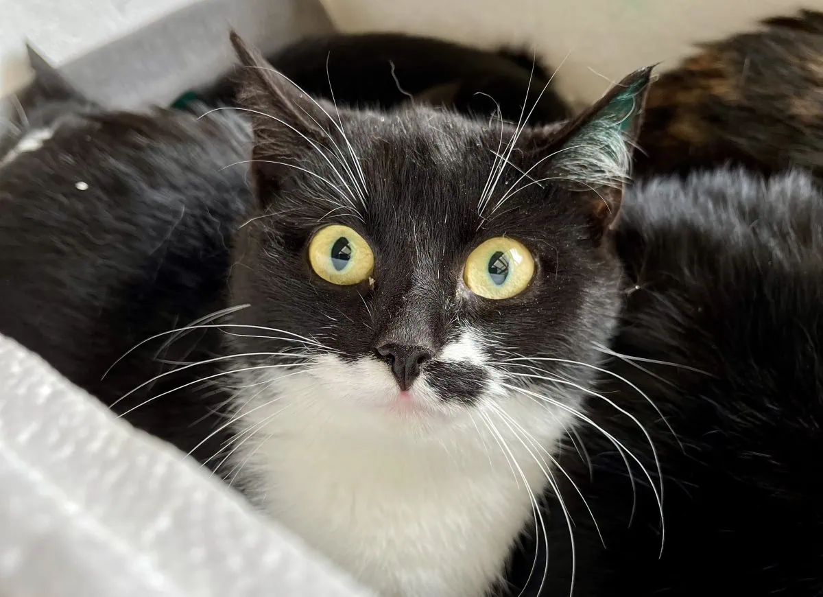 Foto: Hafer - Katzen > Freigänger