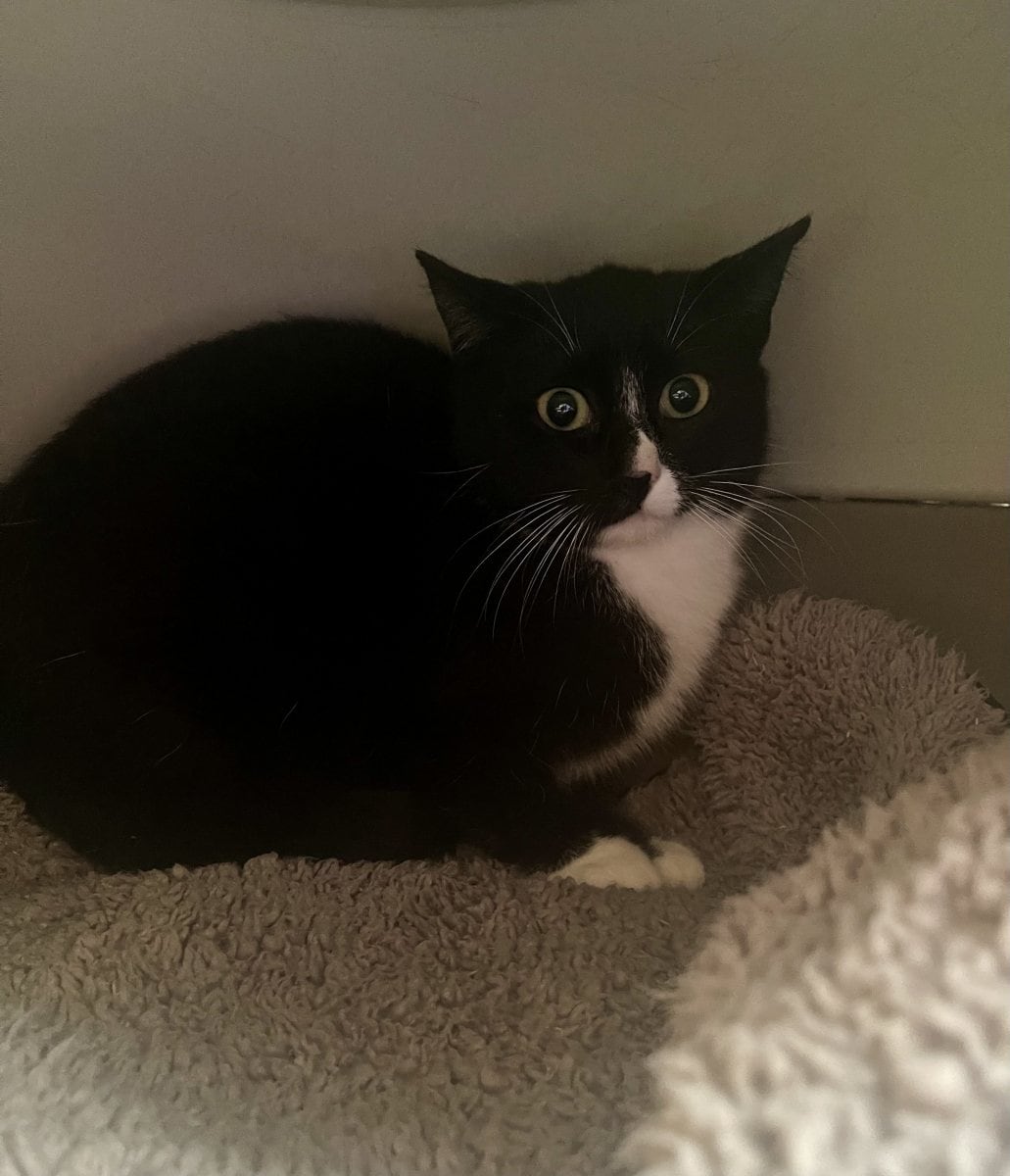 Foto: Söra - Katzen > Freigänger