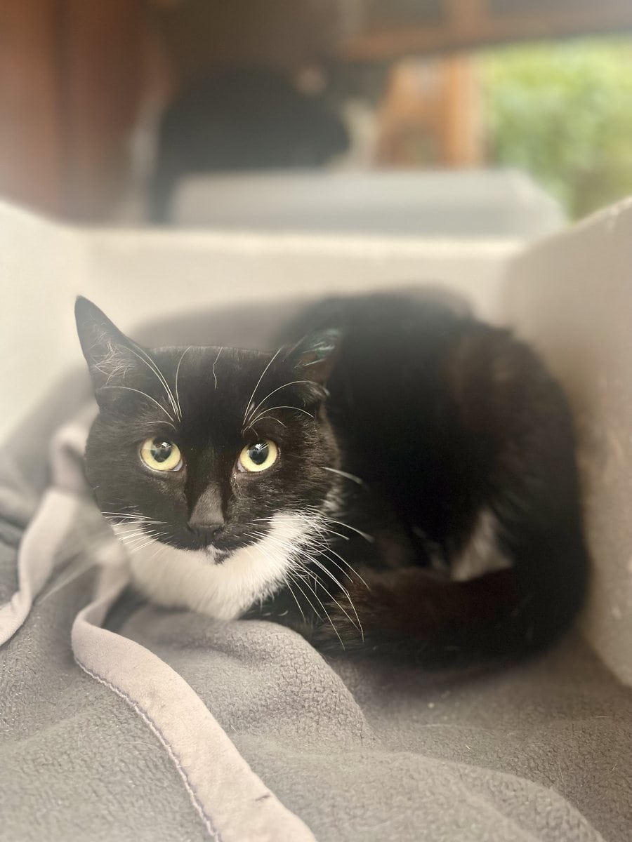 Foto: Kjella - Katzen > Freigänger