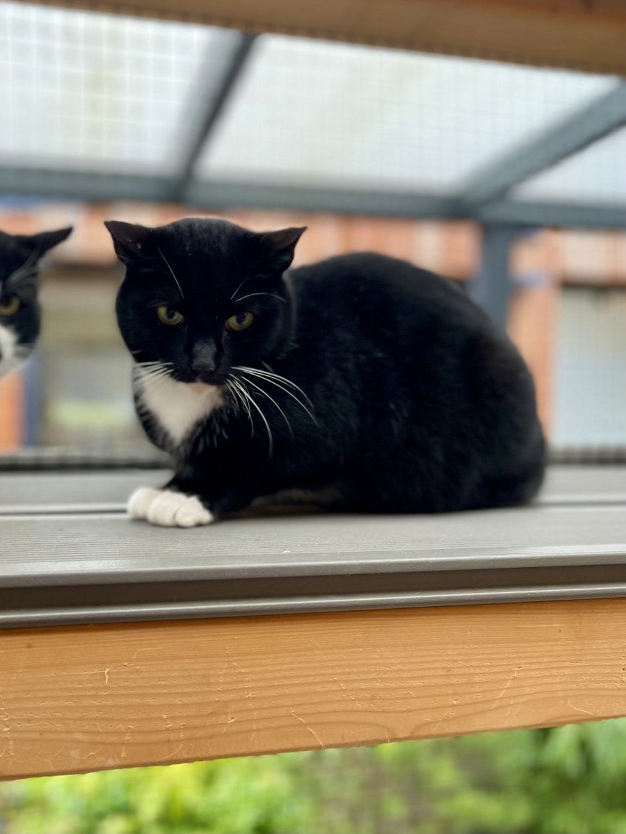 Foto: Holdra - Katzen > Freigänger