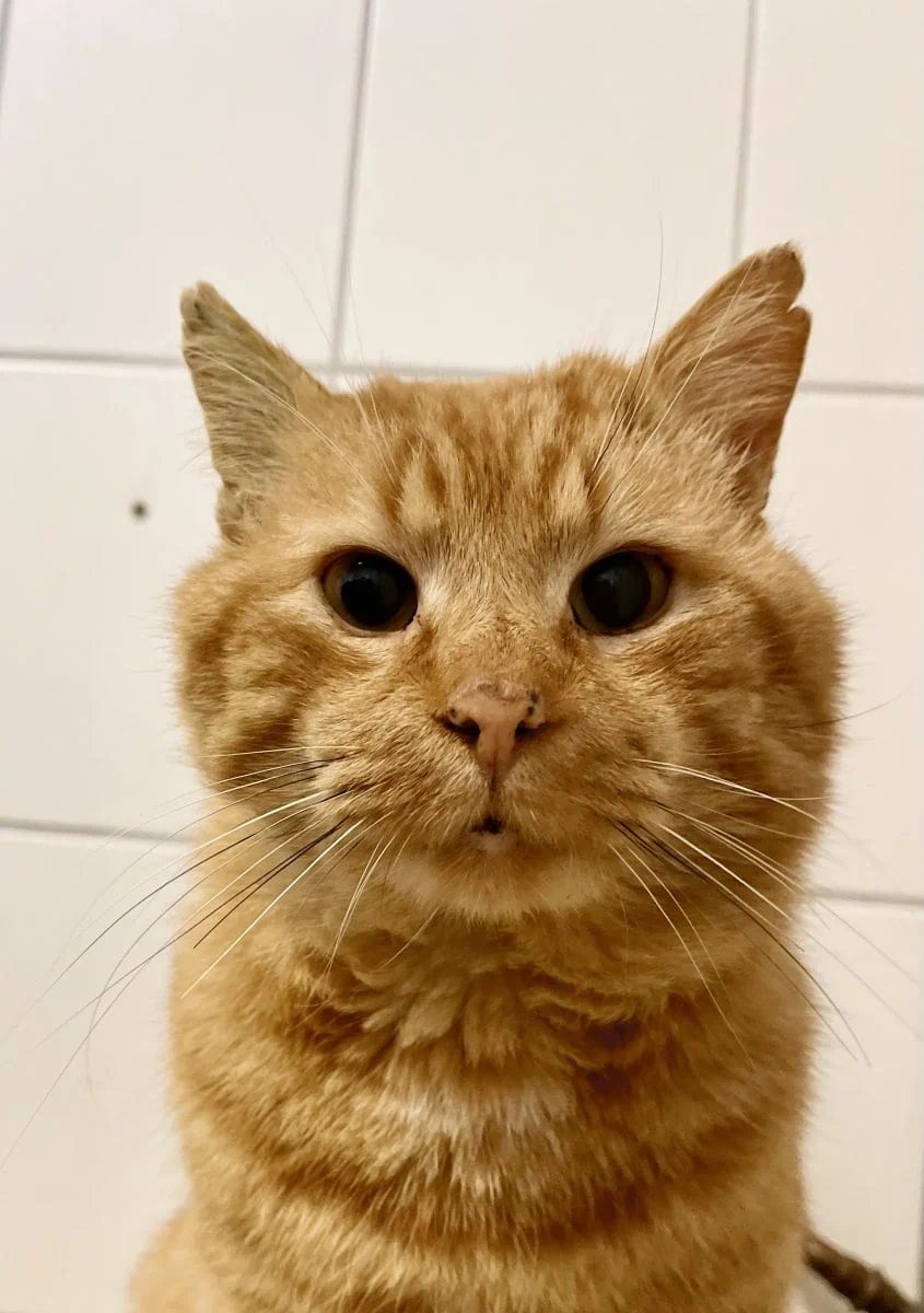 Foto: Hupp - Katzen > Freigänger