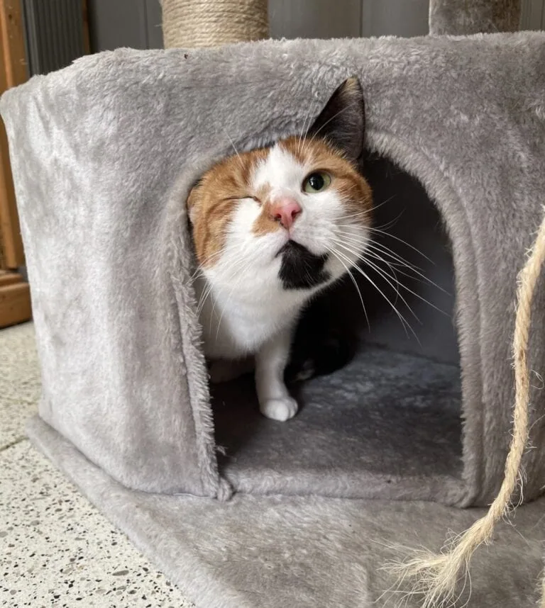 Foto: Yuki - Katzen > Wohnungskatzen