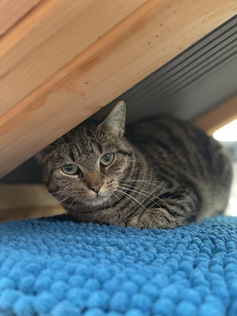 Foto: Alba - Katzen > Freigänger