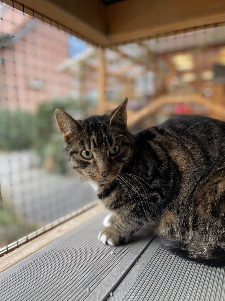 Foto: Klick - Katzen > Freigänger