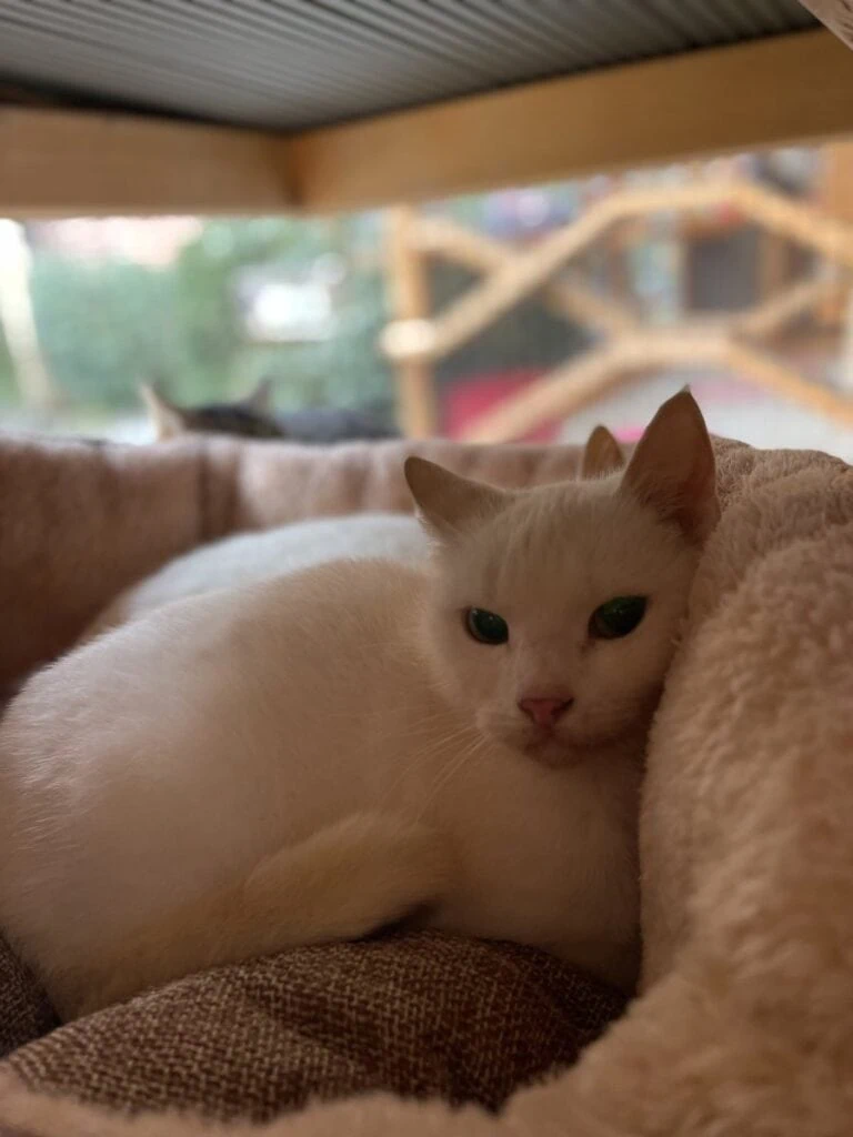 Foto: Klock - Katzen > Freigänger