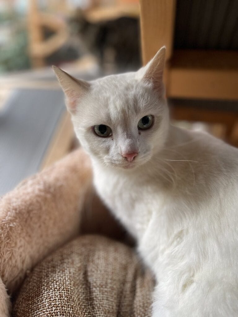 Foto: Kluck - Katzen > Freigänger