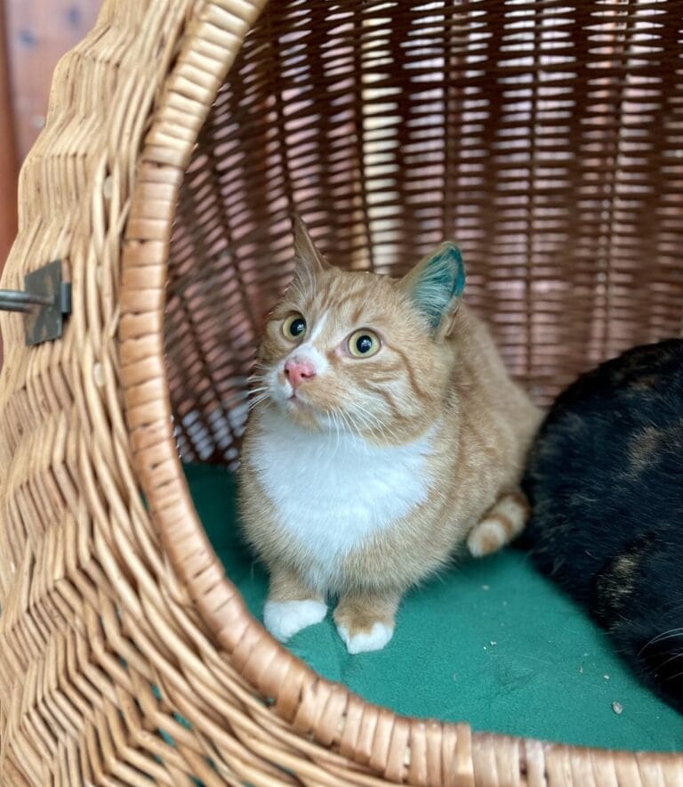 Foto: Humbold - Katzen > Freigänger