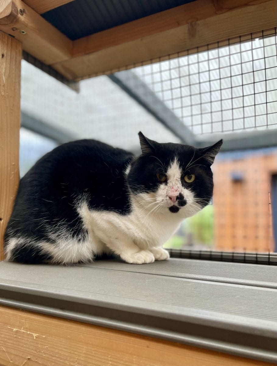 Foto: Heineke - Katzen > Freigänger