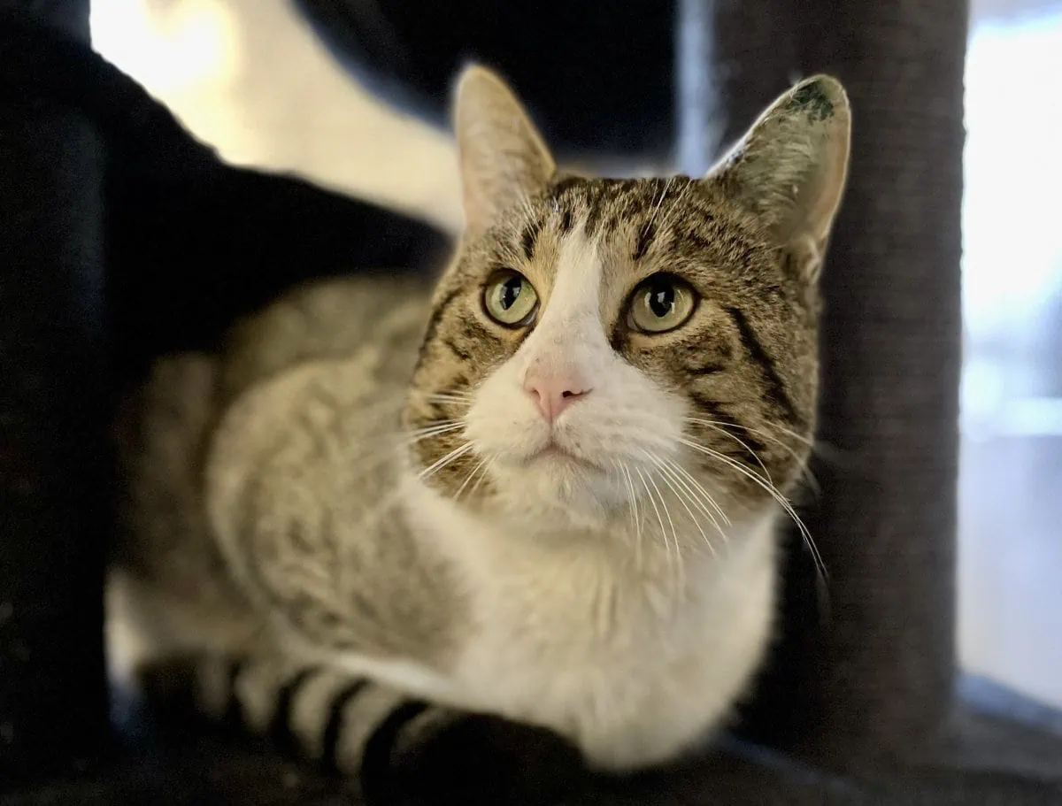 Foto: Burk - Katzen > Freigänger