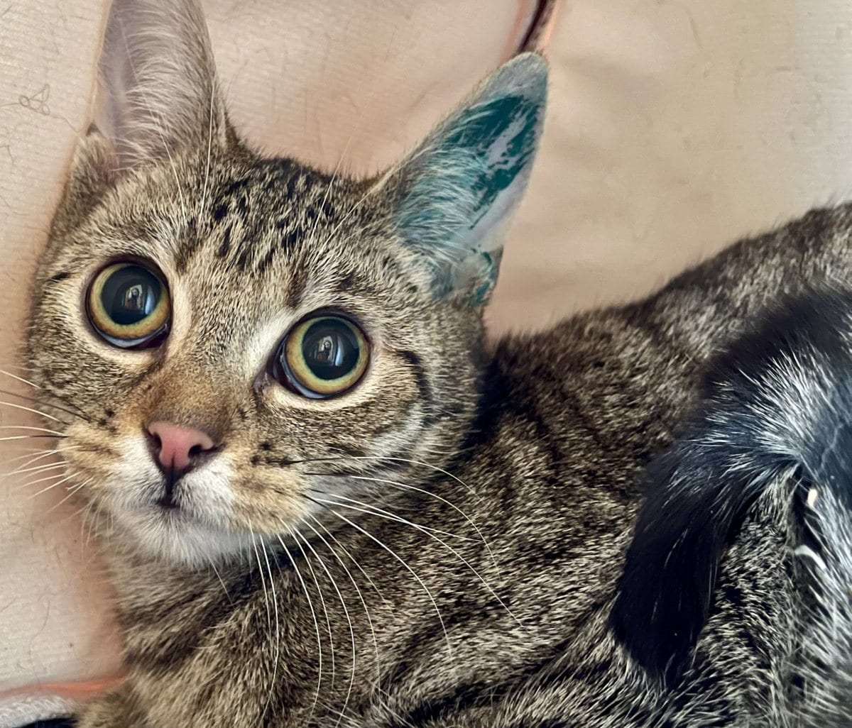 Foto: Bonita - Katzen > Freigänger