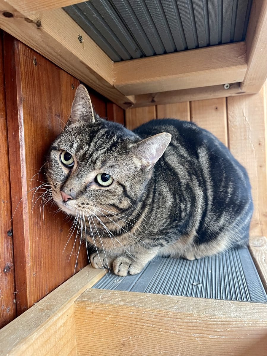 Foto: Todd - Katzen > Freigänger