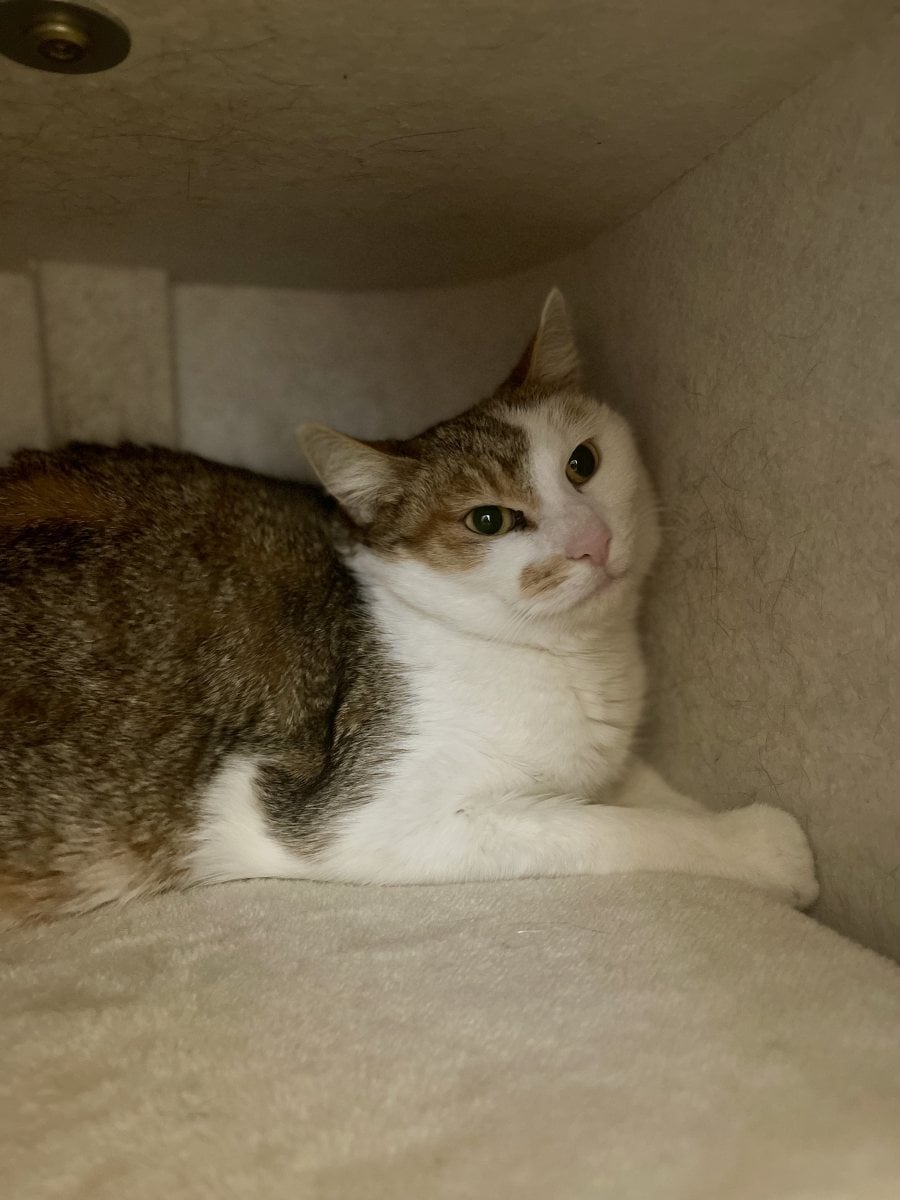 Foto: Sommer - Katzen > Freigänger