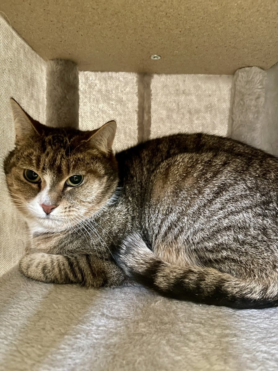 Foto: Selma - Katzen > Freigänger