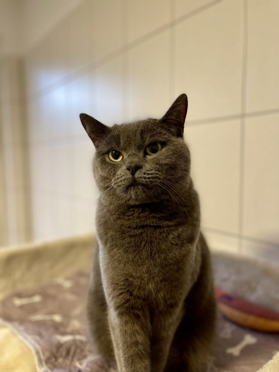 Foto: Indigo - Katzen > Wohnungskatzen