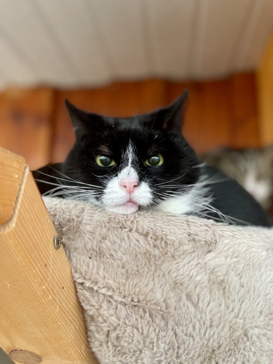 Foto: Ibo - Katzen > Wohnungskatzen