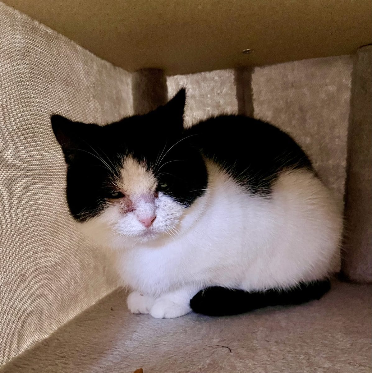 Foto: Ira - Katzen > Wohnungskatzen