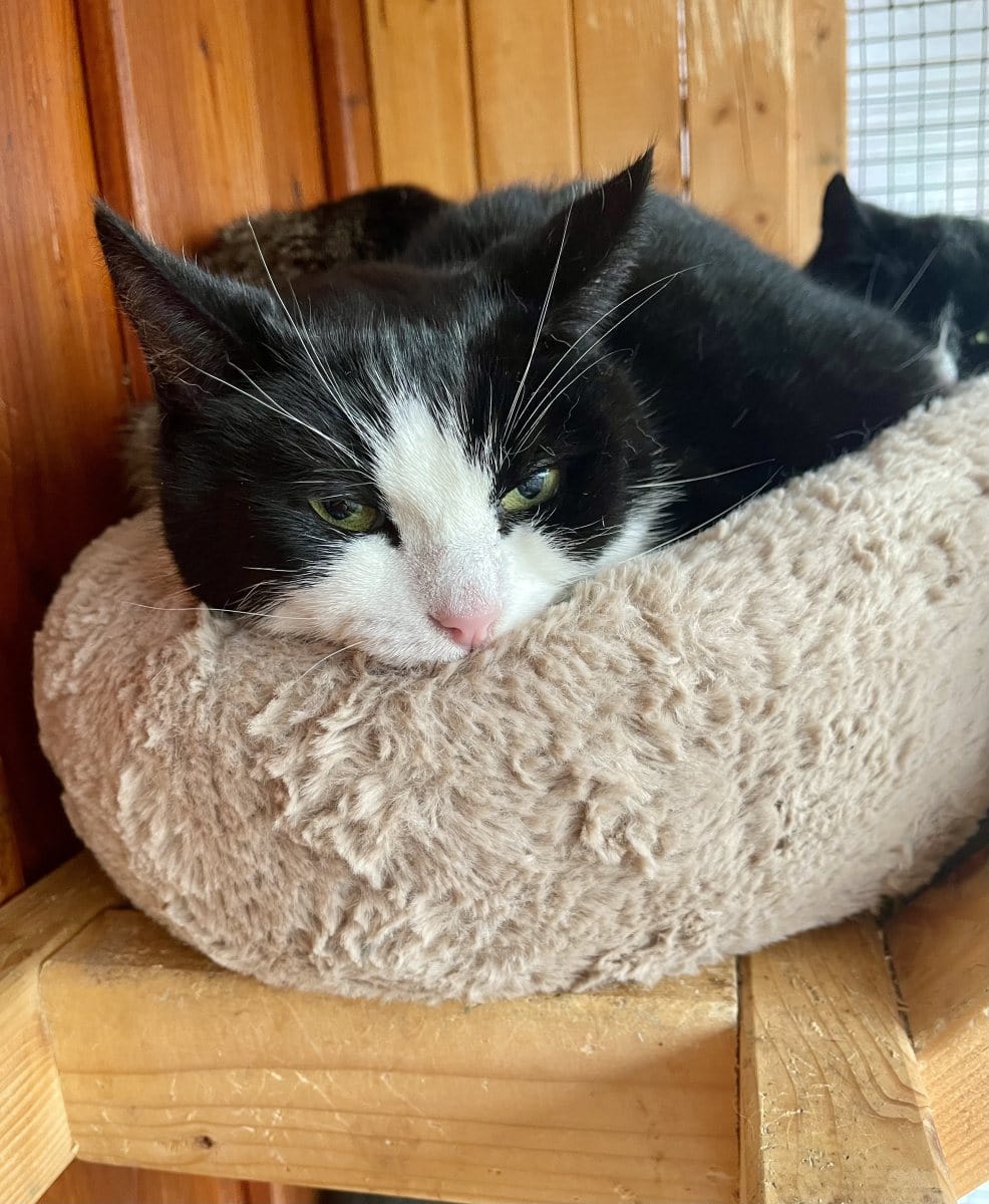 Foto: Idefix - Katzen > Wohnungskatzen