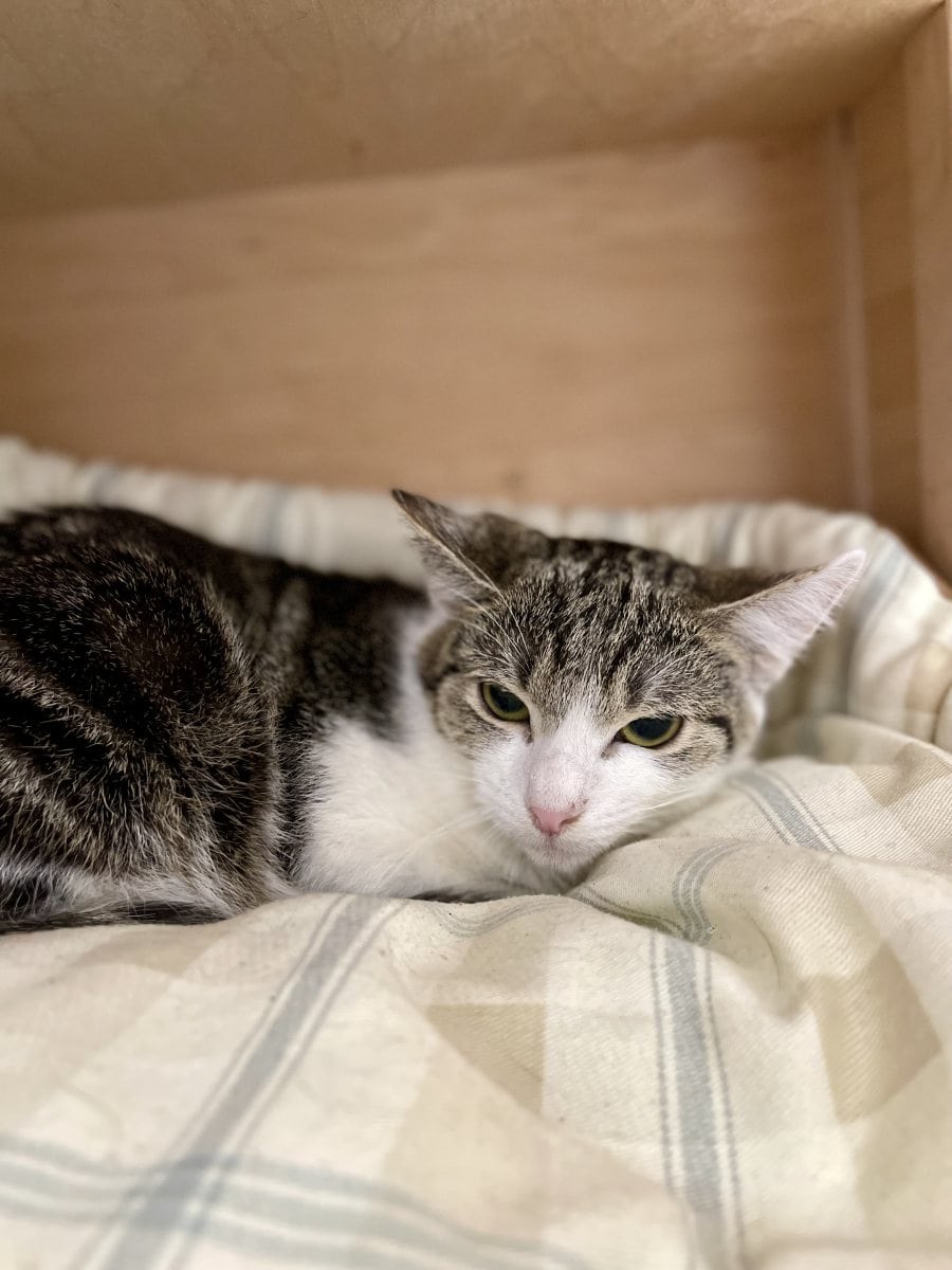 Foto: Zoomy - Katzen > Wohnungskatzen