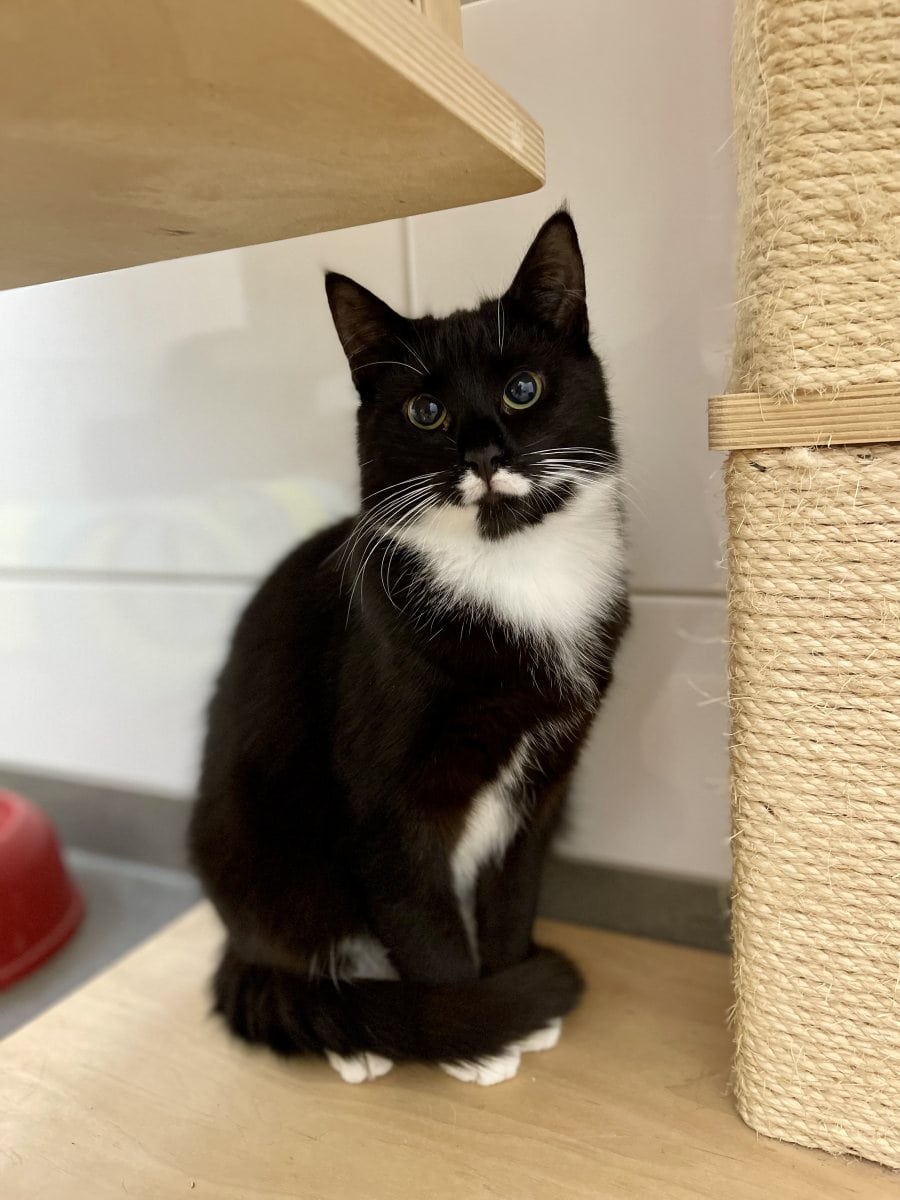 Foto: Flipper - Katzen > Wohnungskatzen