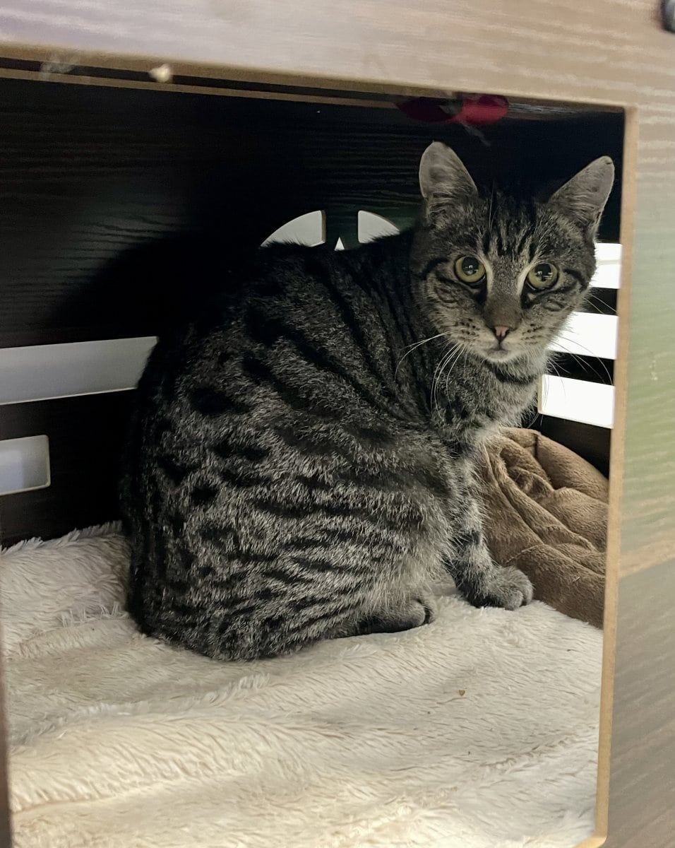 Foto: Bouncer - Katzen > Wohnungskatzen