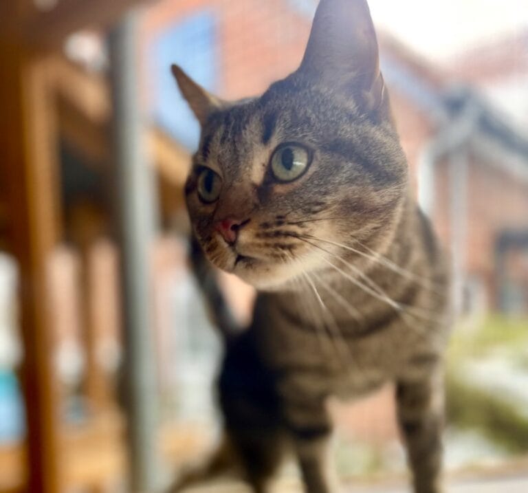 Foto: Archie - Katzen > Freigänger