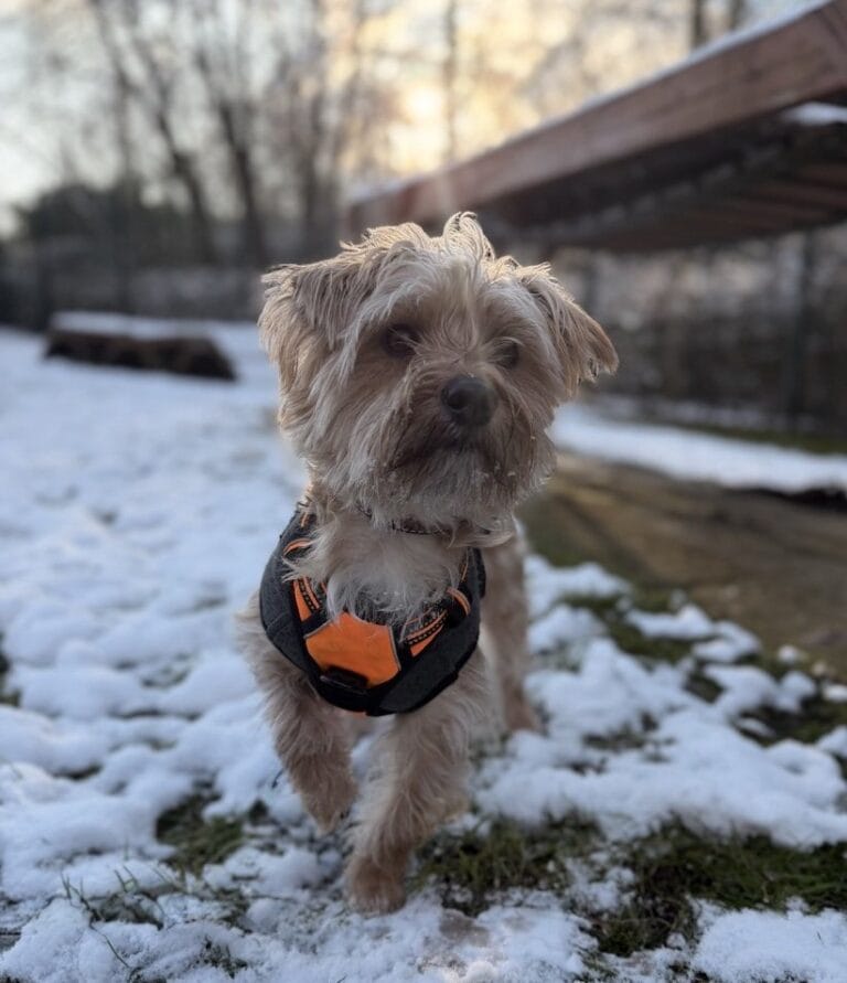 Foto: Fritzi - Hunde > Hunde