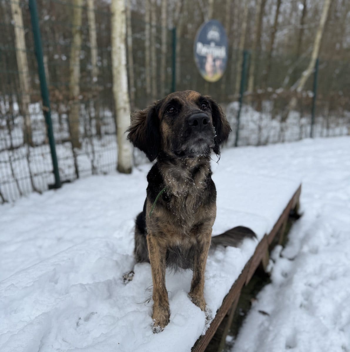 Foto: Kina - Hunde > Hunde