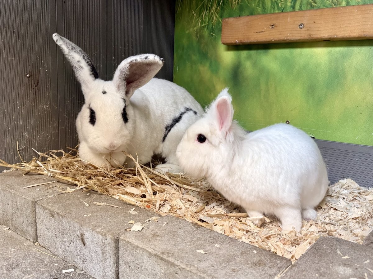 Foto: Pünktchen - Kleintiere > Kaninchen