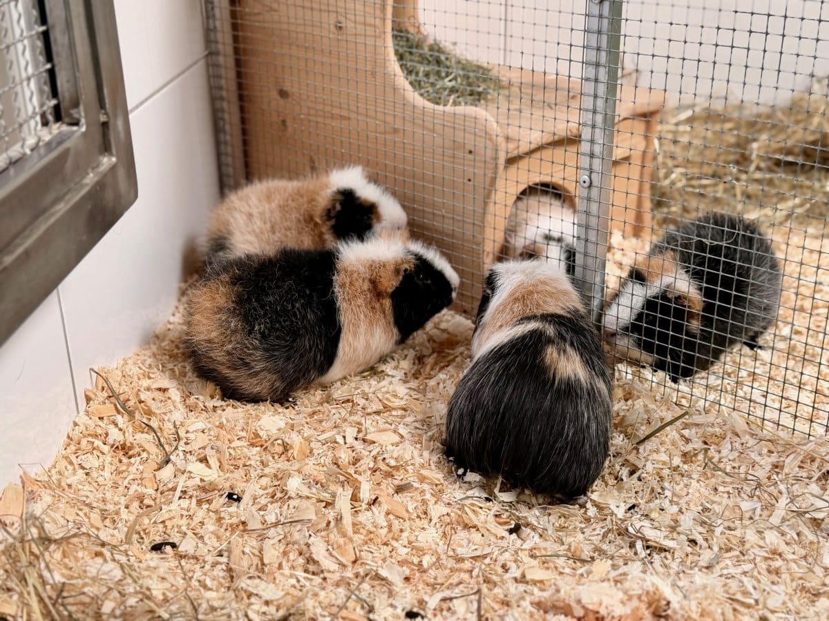 Foto: Berti - Kleintiere > Meerschweinchen