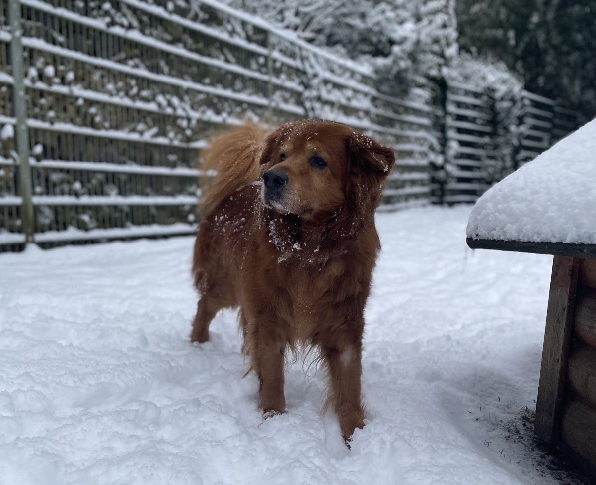 Foto: Charlie - Hunde > Hunde