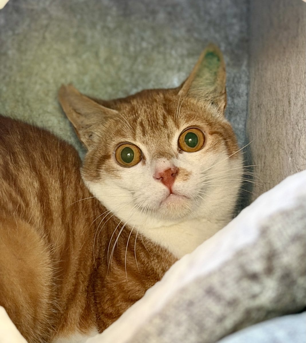 Foto: Heila - Katzen > Freigänger