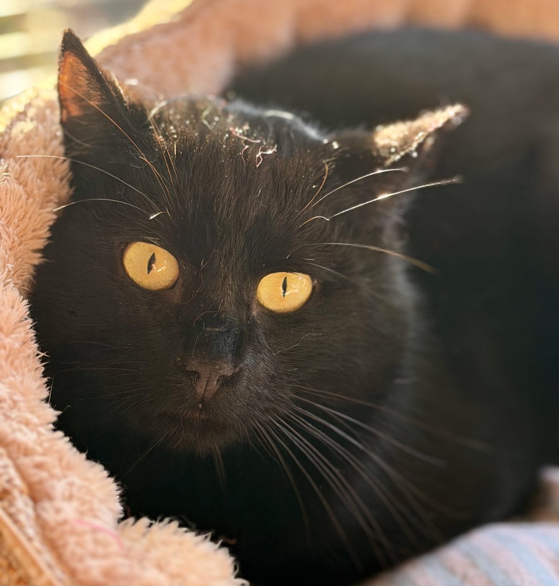 Foto: Eckert - Katzen > Freigänger