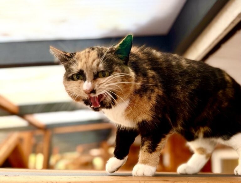 Foto: Edith - Katzen > Freigänger