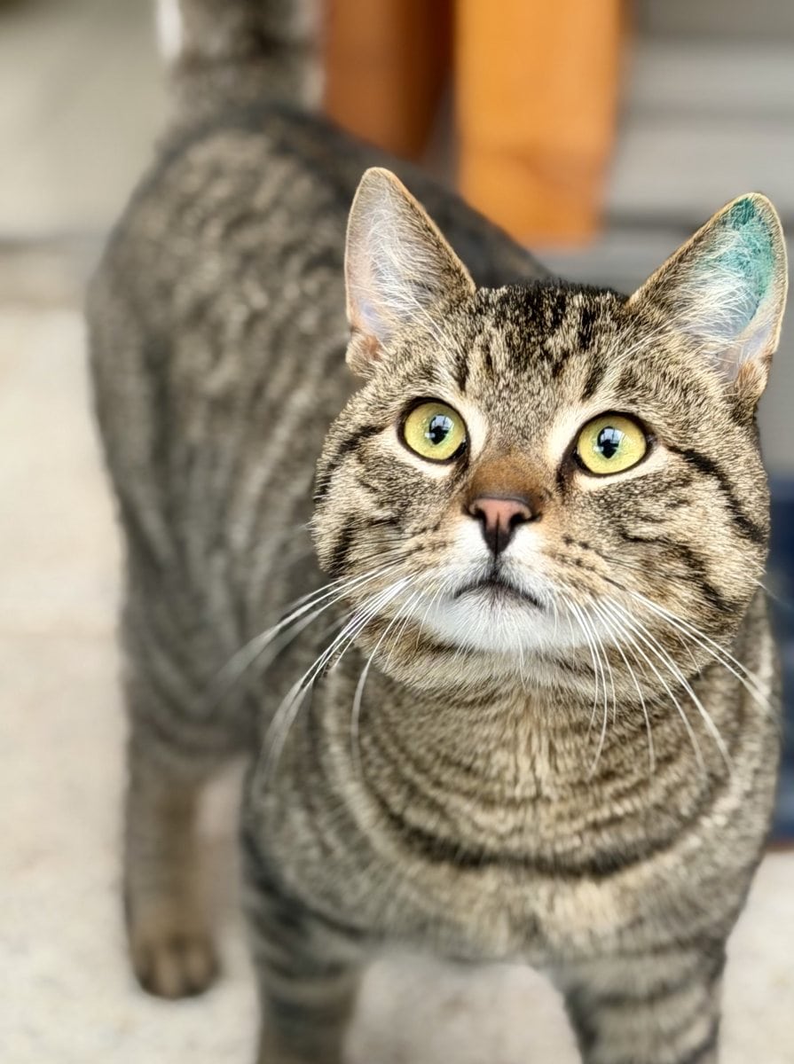 Foto: Maxle - Katzen > Freigänger