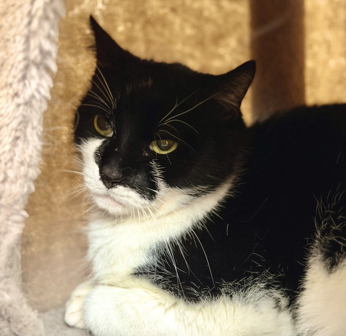 Foto: Garfield - Katzen > Wohnungskatzen