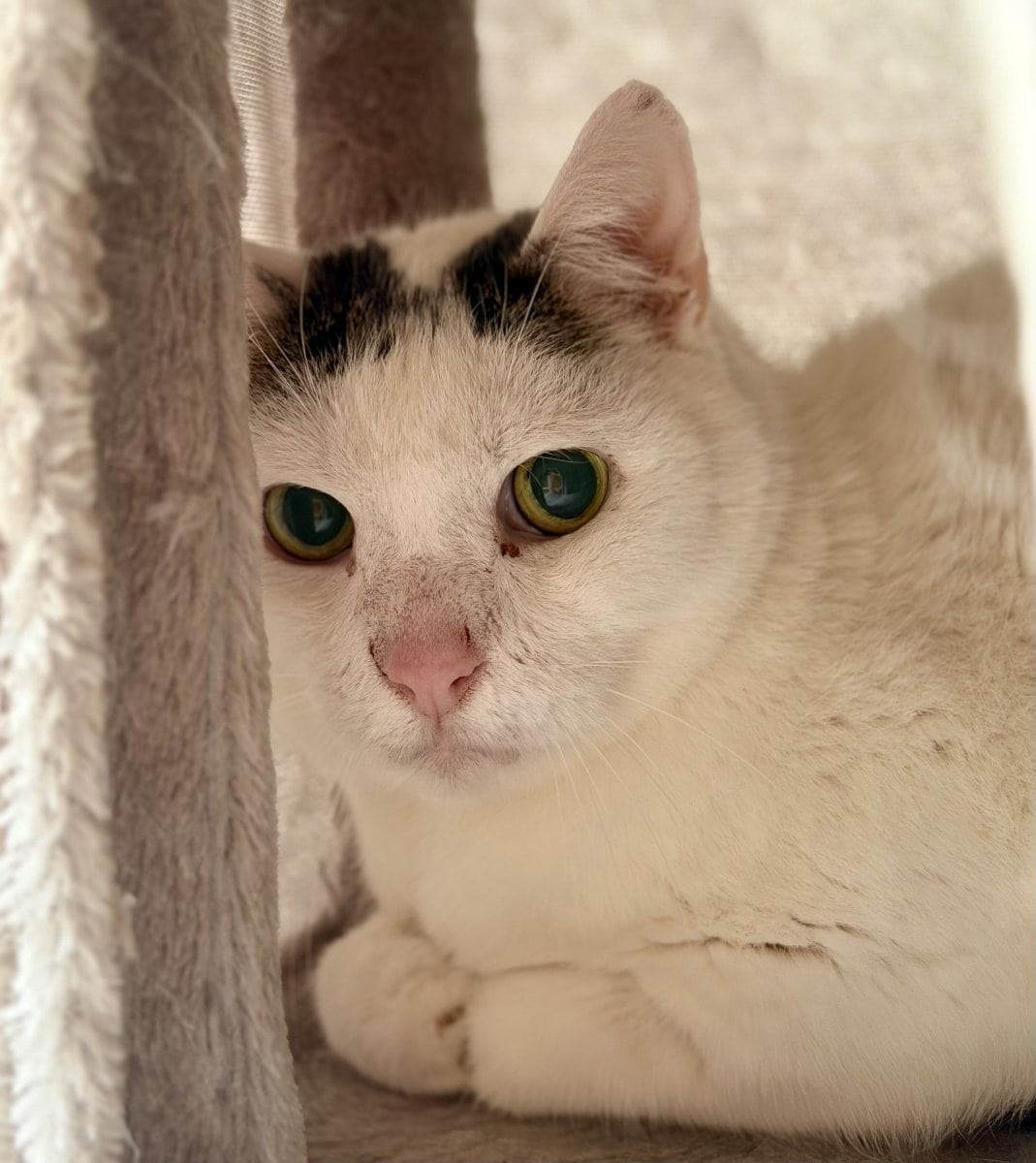 Foto: Mike - Katzen > Wohnungskatzen